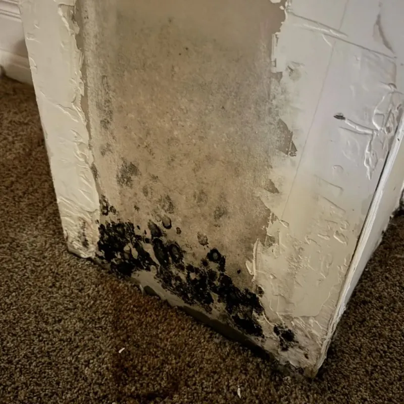 Professional Mold Removal in Mocksville, NC